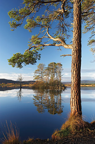 Botanic Gardens: Scot's pines in Cairngorms National Park, Scotland