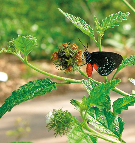 Botanic Gardens: The florida atala butterfly (Eumaus atala)