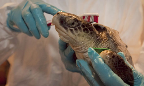 A Kemp's Ridley turtle rescued from the BP oil spill is cleaned up at the Audubon Nature Institute in New Orleans. Photograph: Bevil Knapp/EPA