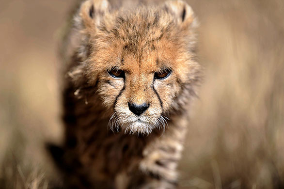 24 Hours: A cheetah cub prowls at the Fiela Funds Cheetah Sanctuary 