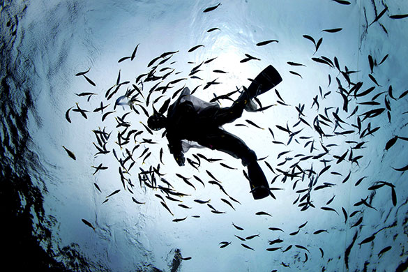 24 hours in pictures: Yokohama, Japan: A female diver feeds fish