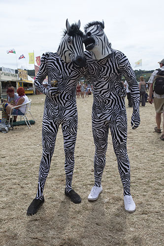 glasto style: glasto zebras