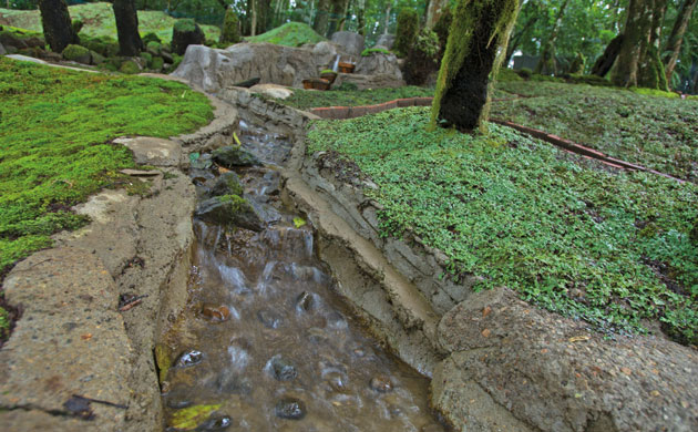 Botanic Gardens: The bryophyte garden at Cibodas, Indonesia