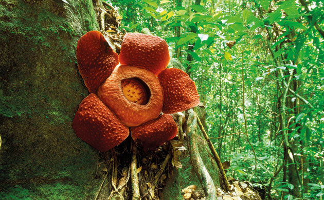 Botanic Gardens: The flower of Rafflesia, Indonesia