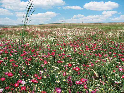 Botanic Gardens: Centaurea tchihatchewii, one of Turkey's Critically Endangered plants