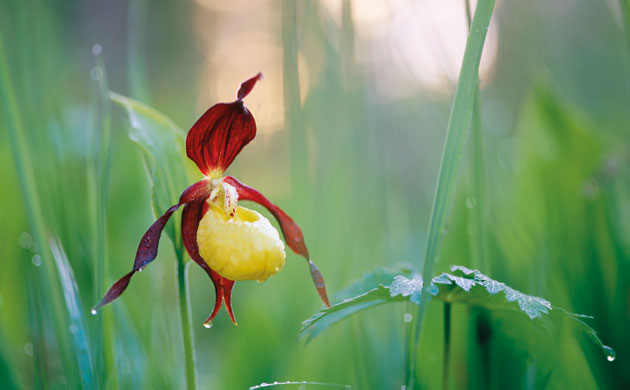 Botanic Gardens 2: The lady's slipper orchid, Kew Gardens
