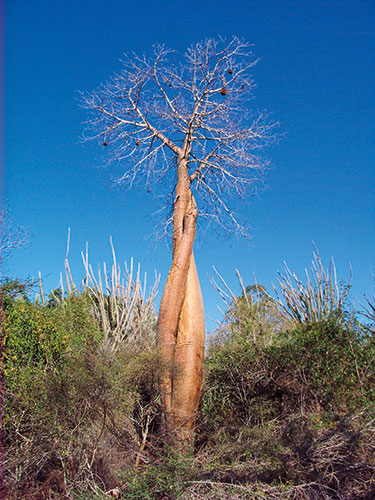 Botanic Gardens 2:  baobab growing in Madagascar