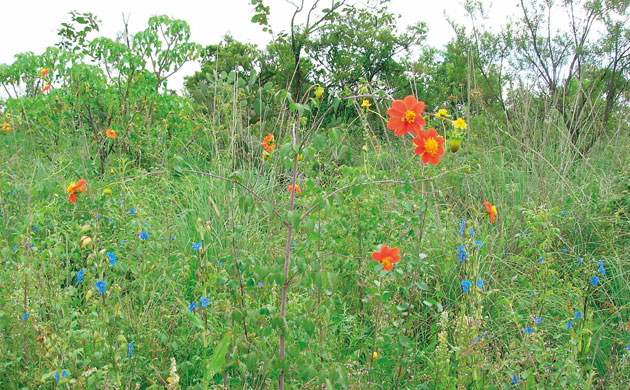 Botanic Gardens 2: Dahlia - a national treasure, Mexico