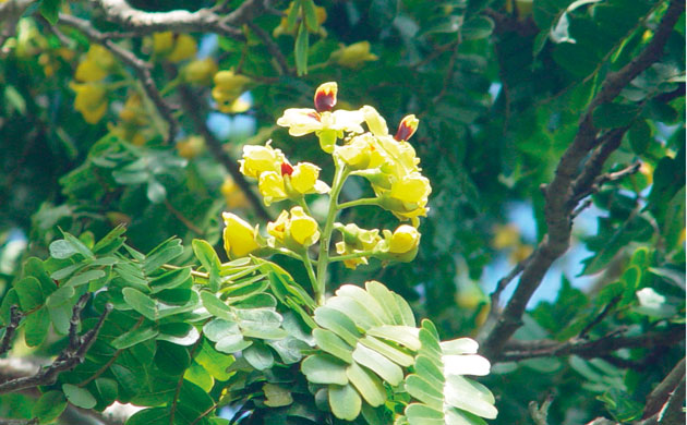 Botanic Gardens 2: Pau brasil, the national tree of Brazil 