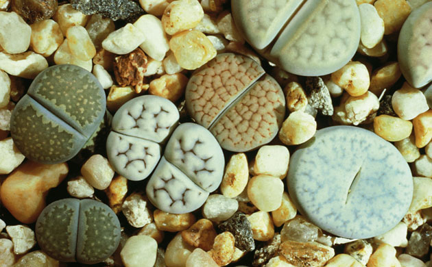 Botanic Gardens 2: Stone plants, Cape province  South Africa