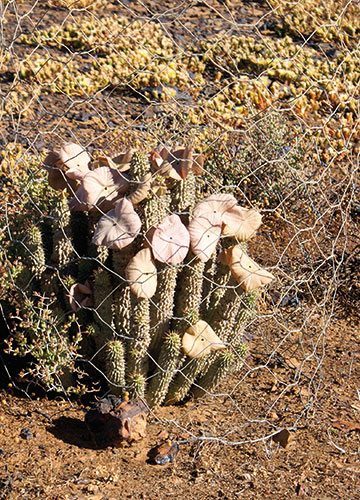 Botanic Gardens 2: Hoodia gordonii growing in the Tanqua Karoo, South Africa