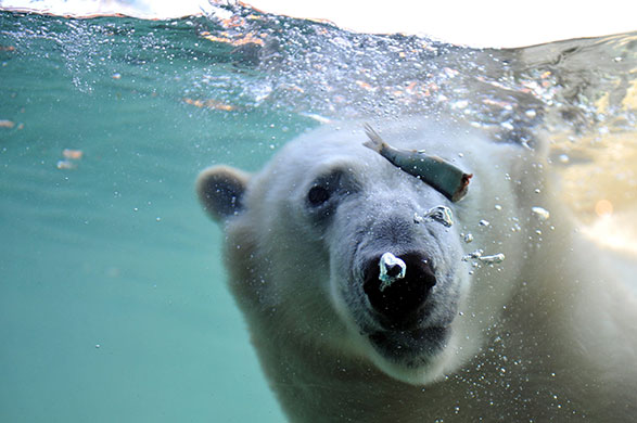24 hours: Hanover, Germany: A polar bear dives for fish in the zoo