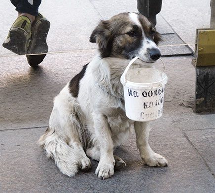 Face Hunter: russia: A dog used for begging in St Petersburg