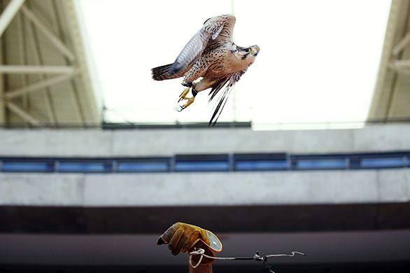 Week in wildlife: Arnold Slabbert releases his peregrine falcon