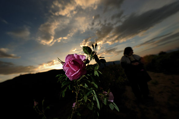 Week in wildlife: A woman gathers roses during sunrise near the village of Rosino, Bulgaria