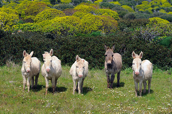 Week in wildlife: Wild donkeys on the island of Asinara, Italy