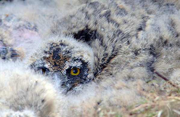 Week in wildlife: Short-eared owls nesting on the ground in the Scottish Borders