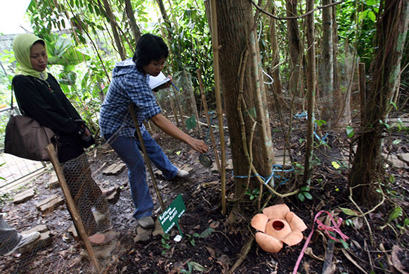 Week in wildlife: Plant researchers stand near a rafflesia patma flower