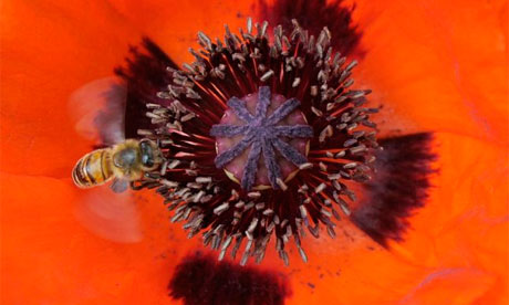 A honey bee approaches the blossom of a