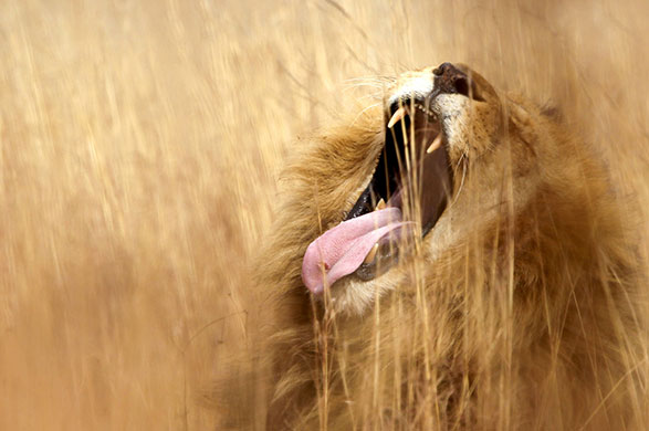 24 hours in pictures: A lion yawns at a nature reserve in Pretoria
