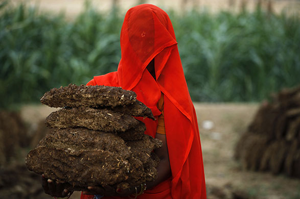 24 hours in pictures: Allahabad, India: A woman collects cow pats