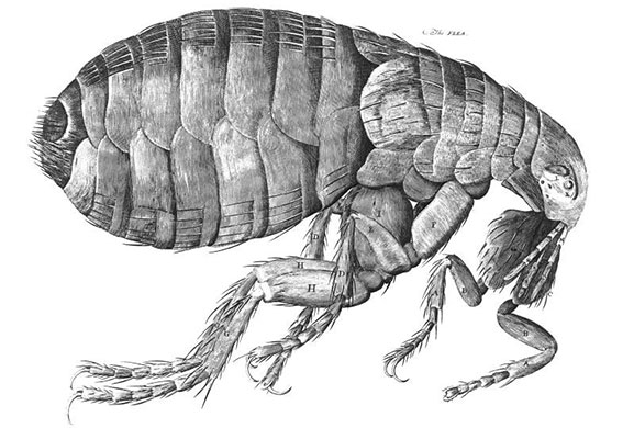 Mesolens: Robert Hooke’s 1660 engraving of a human flea
