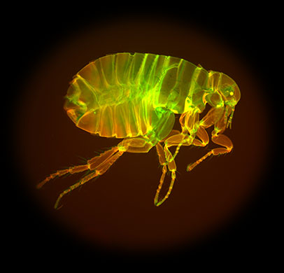 Mesolens:  Human flea