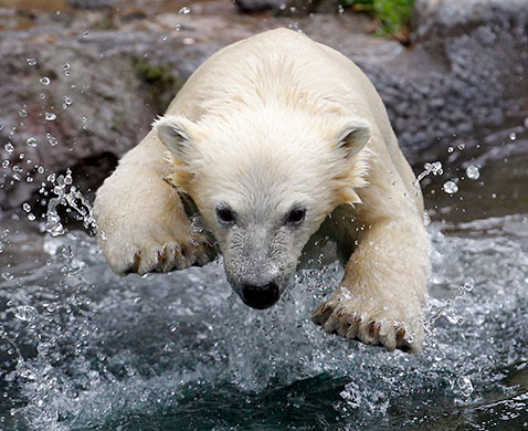 24 Hours: A polar bear cub jumps into the water at the St-Felicien Wildlife Zoo