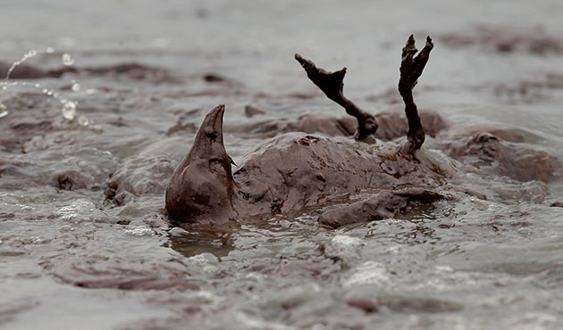24 Hours: A bird covered in oil floats in the surf along the Louisiana coast