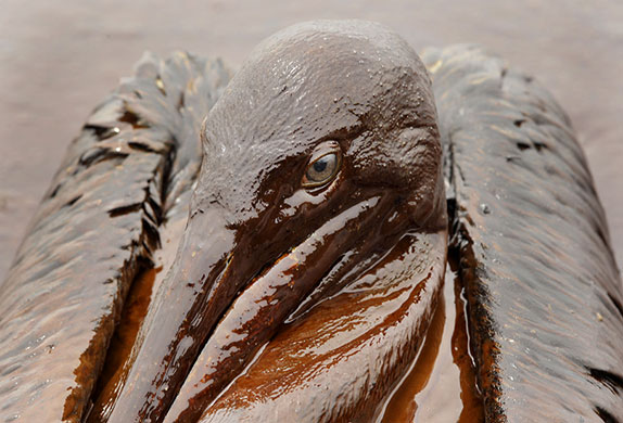24 hours in pics: Brown Pelican is mired in oil