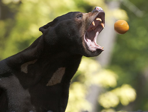 24 hours in pics: A Sun Bear is fed an orange