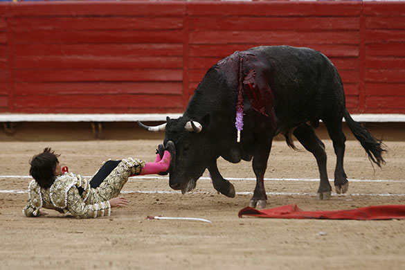 24 hours in pictures: Michelito in  Plaza de Toros Mexico bullring in Mexico City