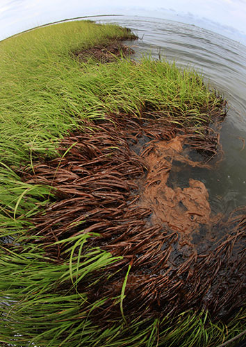 Deepwater Horizon: oil spill stains marsh grasses