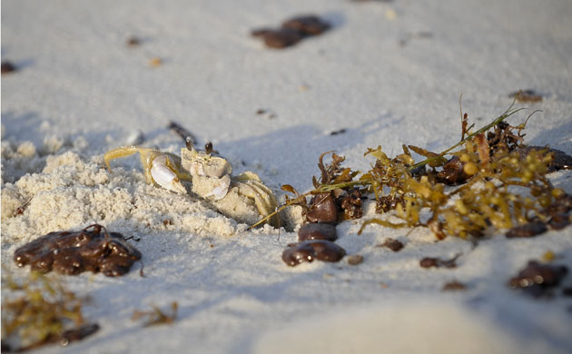 Deepwater Horizon: Aftermath of the Deepwater Horizon Oil Spill, 