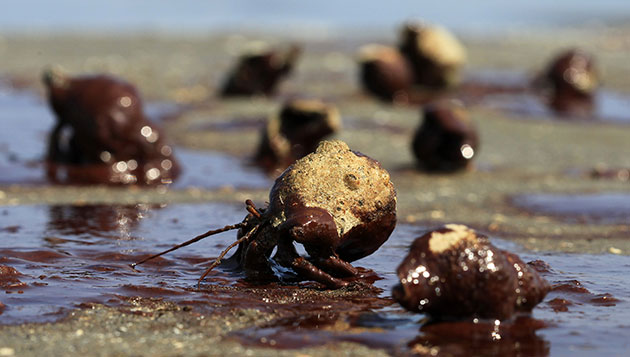 Deepwater Horizon: Hermit crabs struggle to cross a patch of oil 