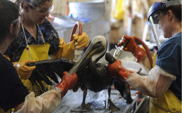 Deepwater Horizon: Technicians with the Fort Jackson Oiled Wildlife Rehabilitation Center