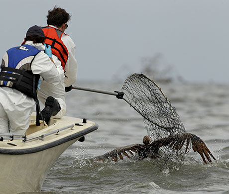 Deepwater Horizon: An oiled Brown pelican is rescued from Barataria Bay 