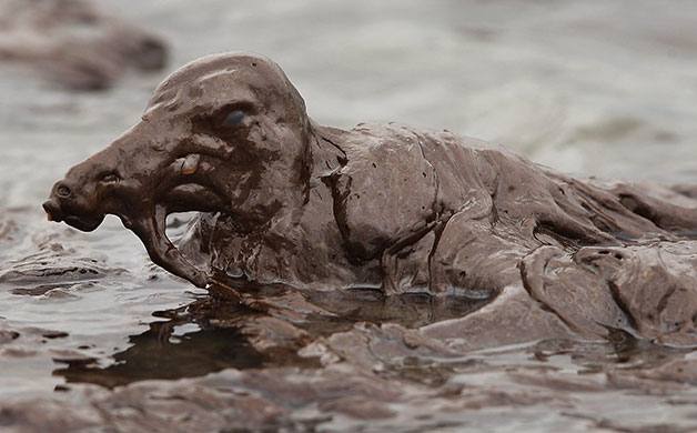 Deepwater Horizon: A bird is mired in oil on the beach at East Grand Terre Island