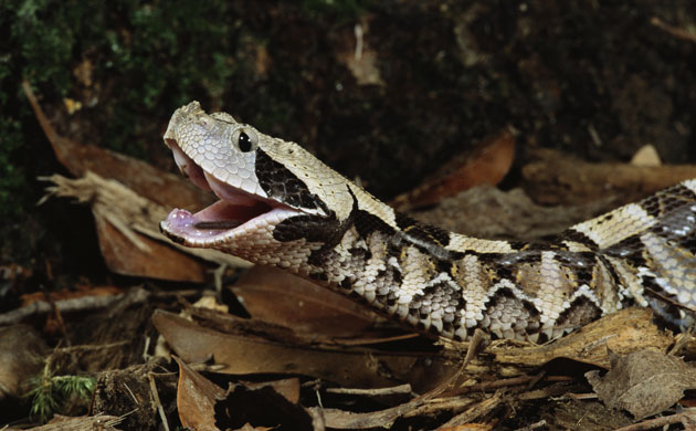 snakes in decline: Gaboon Viper with Open Mouth