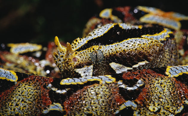 snakes in decline: Close-up of Coiled Rhinoceros Viper