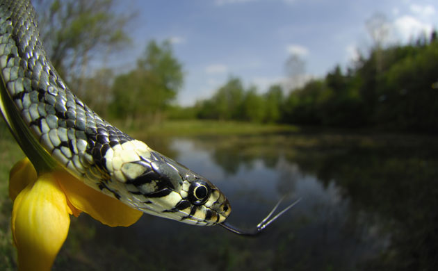 snakes in decline:  Grass Snake 