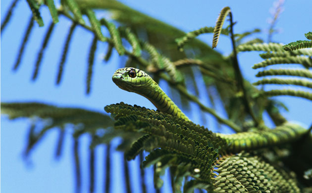 snakes in decline: Eastern Green Mamba in Tree