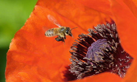 A honey bee approaches the blossom of a