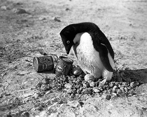 Tate & Lyle: 1911: An Adelie penguin stands next to two cans of Lyle's golden syrup 