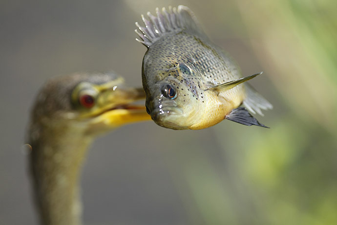 24 hours in pictures: A small fish is speared on the bill of an Anhinga in the Everglades
