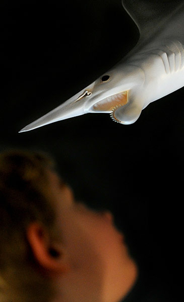 24 hours in pictures: Melbourne, Australia: A boy inspects a model of a  Helicoprion in a museum