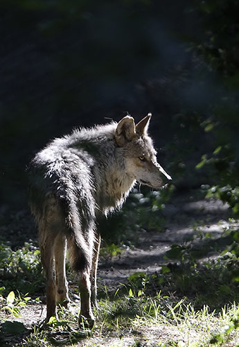 Week in wildlife: An adult Mexican Gray wolf 