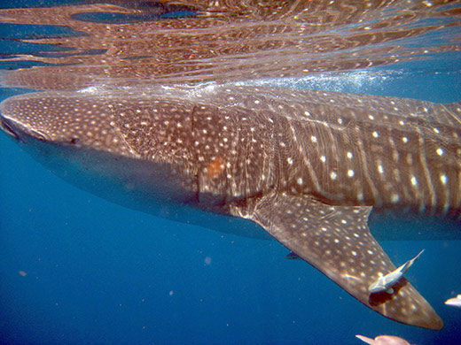 Week in wildlife: whale shark population in the Gulf of Mexico