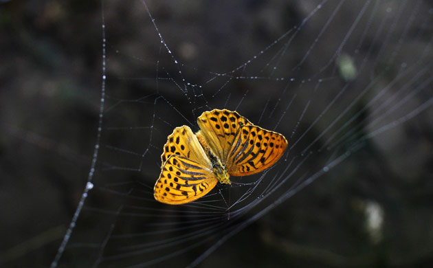 Week in wildlife: A butterfly is caught in a spider web in the Sharr mountains near Pristina