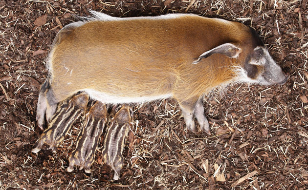 Week in wildlife: Red river piglets